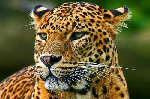 Happy Sri Lanka Eco Tours