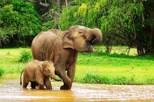 Happy Sri Lanka Eco Tours