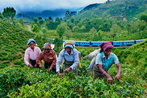 Happy Sri Lanka Eco Tours