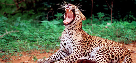 Happy Ceylon Eco Tours