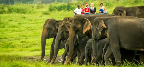 Happy Ceylon Eco Tours