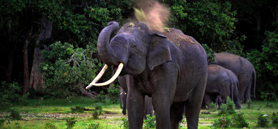 Happy Ceylon Eco Tours