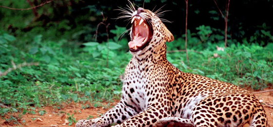 Happy Ceylon Eco Tours