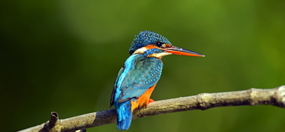 Happy Ceylon Eco Tours